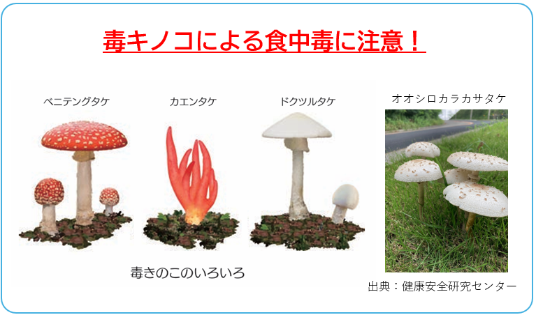 FSCJ_PR's tweet photo. キノコによる食中毒事件は秋に多く発生しています。原因は食用キノコと外見がよく似た毒キノコを食べてしまうことです。外見で毒キノコを見分けることは困難ですので、安易に採って食べたり、人にあげたりしないでください。食品安全委員会のWebサイトで情報をまとめていますhttps://t.co/YQJ2ClDV93 https://t.co/w1mS39RJ7V