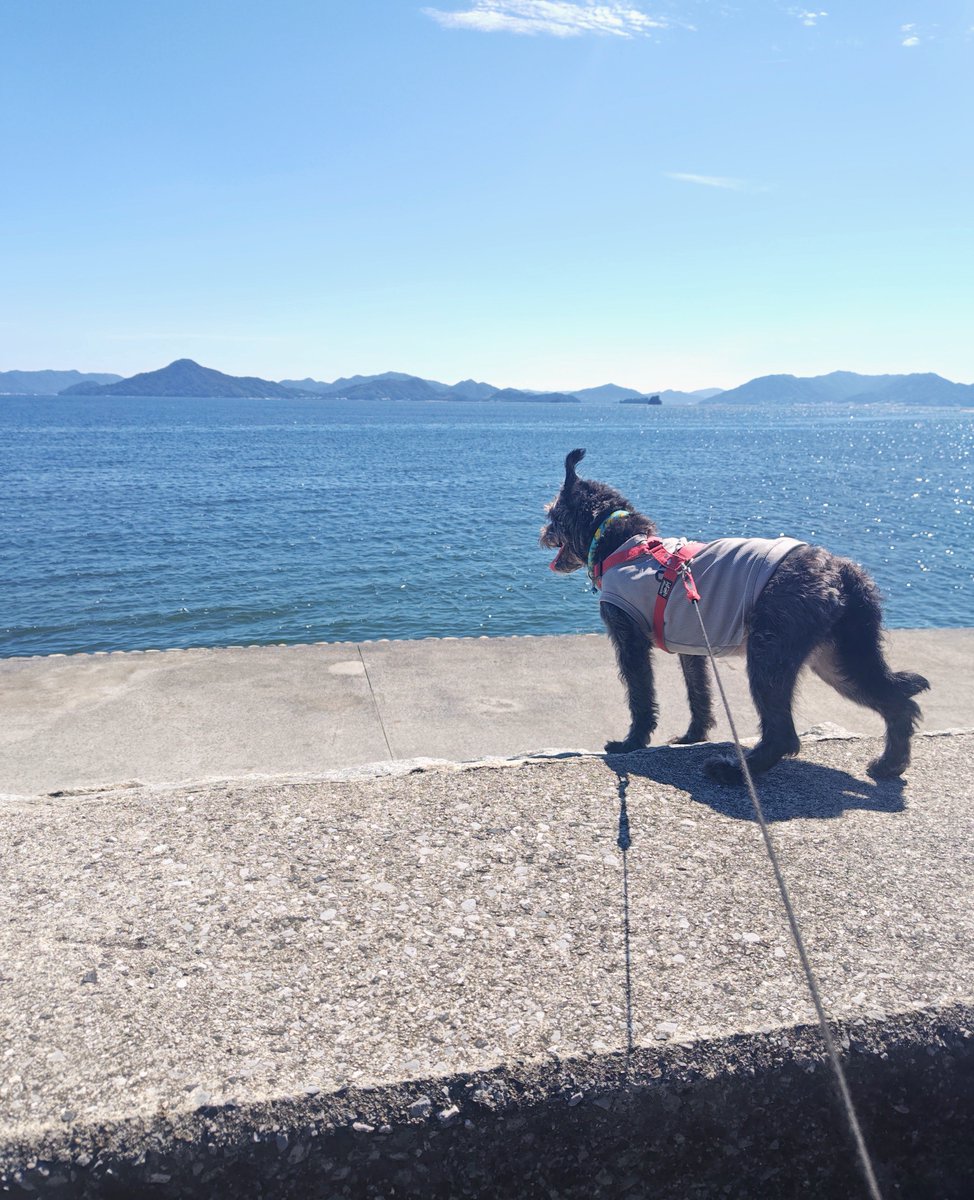 Jrtnano's tweet photo. 海ん��🐕️🌊
お天気最高だったので久しぶりに海辺の公園へ
川好き坊っちゃん、やっぱり海は受けが悪いなぁ😅うっかり波にやられてあえなく退散〜
🐶「お水がショッパイからダメなの」
秋空の公園でいっぱい遊んで帰ったらバタンキューです😊
#パグプー #犬散歩 #犬との暮らし https://t.co/fCpfBpct6a