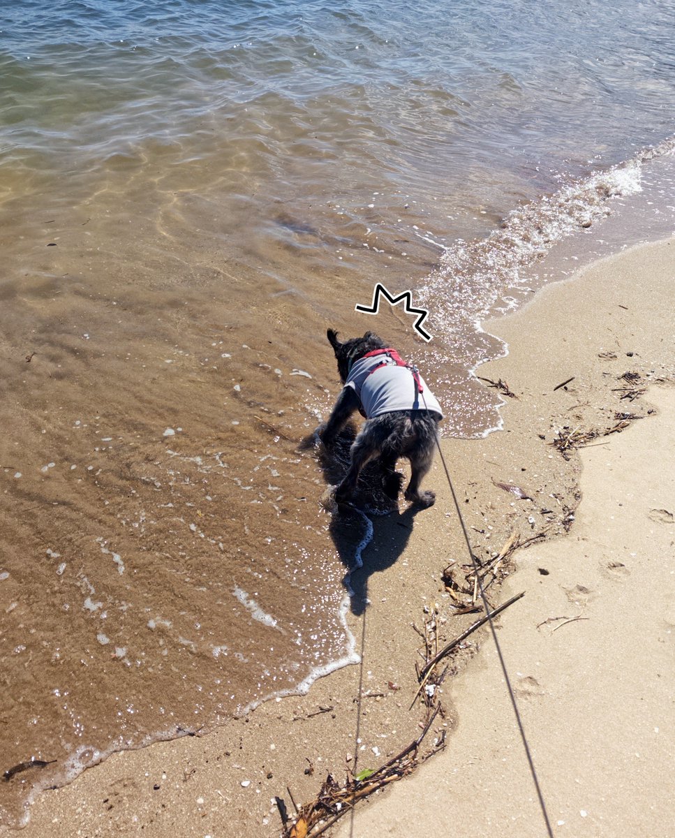 Jrtnano's tweet photo. 海ん��🐕️🌊
お天気最高だったので久しぶりに海辺の公園へ
川好き坊っちゃん、やっぱり海は受けが悪いなぁ😅うっかり波にやられてあえなく退散〜
🐶「お水がショッパイからダメなの」
秋空の公園でいっぱい遊んで帰ったらバタンキューです😊
#パグプー #犬散歩 #犬との暮らし https://t.co/fCpfBpct6a