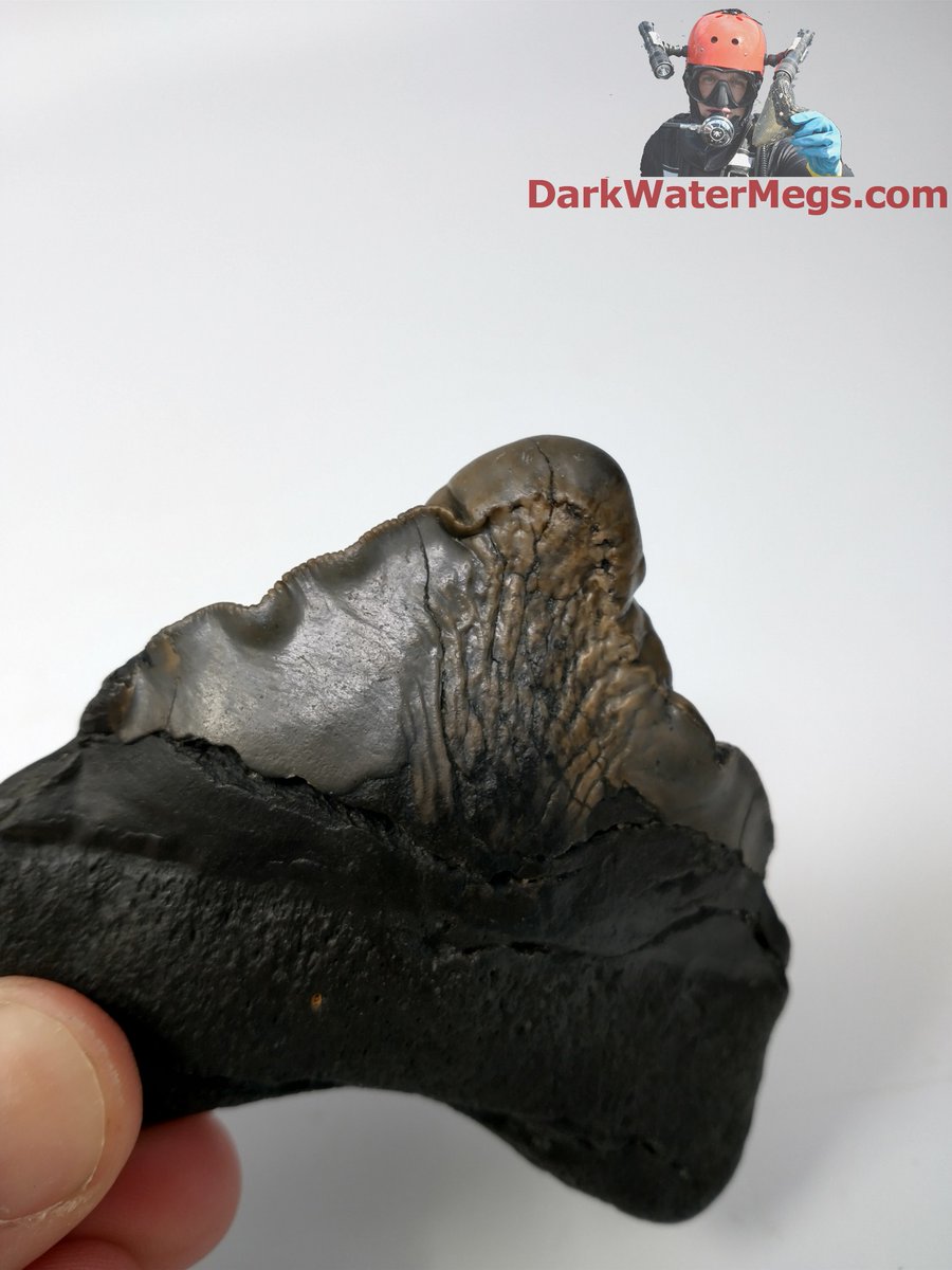 DarkWaterMegs's tweet photo. Severely deformed (pathological) megalodon shark tooth fossil.

Dive into more information / pictures / videos on megalodon teeth and the Dark Water Megs megalodon jaw:
https://t.co/9KH3P2JTOj

#Megalodon #MegalodonTeeth #Megalodontooth #MegalodonShark #MegalodonFossil #MegalodonJaw #MegTeeth #Meg #SharkTeeth #SharkTooth #SharkToothFossil #SharkFossil #SharkToothHunting #Fossils #Fossil #Fossilhunting #Fossilhunter #FossilCollection #RareFossils #Sharks #Shark #Paleontology #Paleo #Prehistoric #AncientShark #Ocean #SharkWeek #UniqueGifts #gifts #DarkWaterMegs