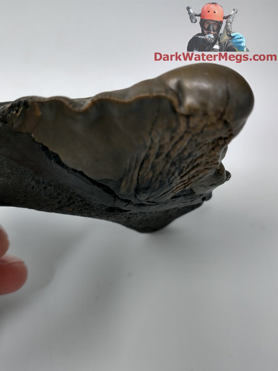 DarkWaterMegs's tweet photo. Severely deformed (pathological) megalodon shark tooth fossil.

Dive into more information / pictures / videos on megalodon teeth and the Dark Water Megs megalodon jaw:
https://t.co/9KH3P2JTOj

#Megalodon #MegalodonTeeth #Megalodontooth #MegalodonShark #MegalodonFossil #MegalodonJaw #MegTeeth #Meg #SharkTeeth #SharkTooth #SharkToothFossil #SharkFossil #SharkToothHunting #Fossils #Fossil #Fossilhunting #Fossilhunter #FossilCollection #RareFossils #Sharks #Shark #Paleontology #Paleo #Prehistoric #AncientShark #Ocean #SharkWeek #UniqueGifts #gifts #DarkWaterMegs