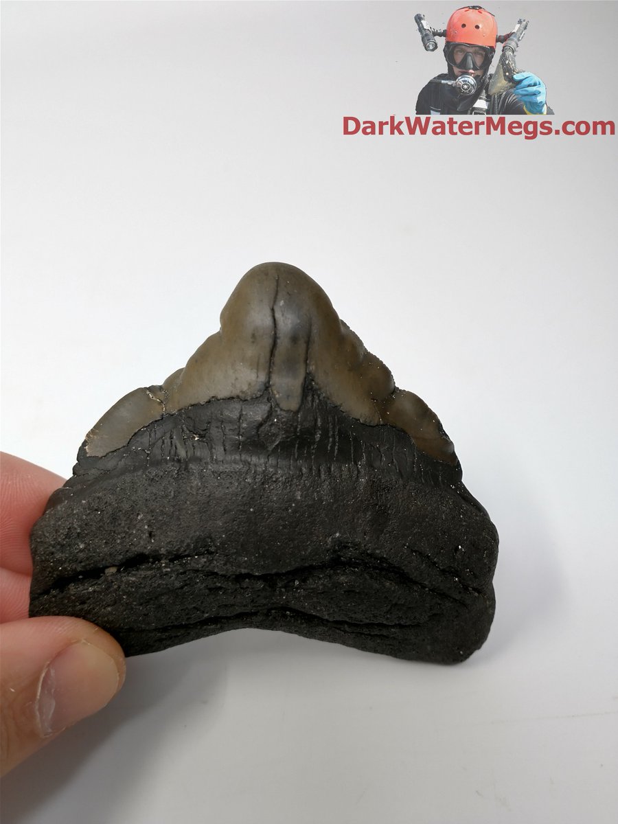 DarkWaterMegs's tweet photo. Severely deformed (pathological) megalodon shark tooth fossil.

Dive into more information / pictures / videos on megalodon teeth and the Dark Water Megs megalodon jaw:
https://t.co/9KH3P2JTOj

#Megalodon #MegalodonTeeth #Megalodontooth #MegalodonShark #MegalodonFossil #MegalodonJaw #MegTeeth #Meg #SharkTeeth #SharkTooth #SharkToothFossil #SharkFossil #SharkToothHunting #Fossils #Fossil #Fossilhunting #Fossilhunter #FossilCollection #RareFossils #Sharks #Shark #Paleontology #Paleo #Prehistoric #AncientShark #Ocean #SharkWeek #UniqueGifts #gifts #DarkWaterMegs
