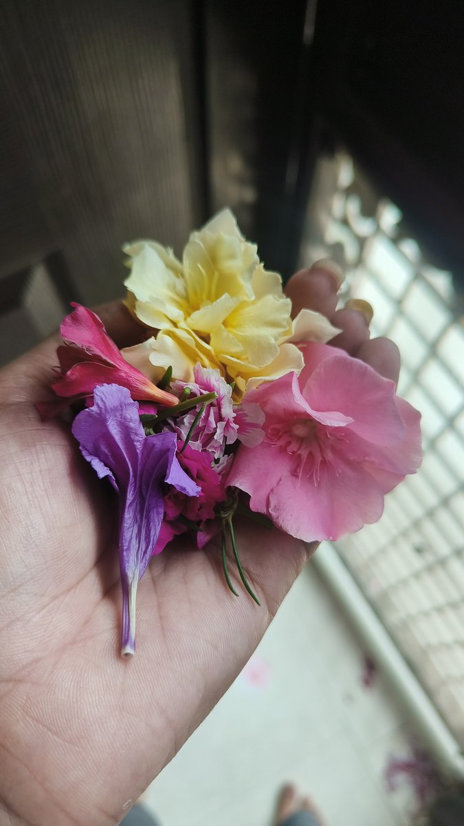 pikapin78's tweet photo. Homegrown 🌼🫰
#flowers #phool https://t.co/Yt8TnjGYTi