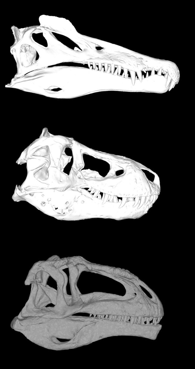 EJR_Paleo_MSc's tweet photo. The skulls of #Spinosaurus, #Tyrannosaurus (@SUEtheTrex), and #Giganotosaurus. Three large theropods which have been integral to my thesis. Big thank you to @vitaimagination and @_Dino_W for help with the Giga and T.rex models. #FossilFriday #Dinosaurs #Paleontology https://t.co/USMFi6jqiI