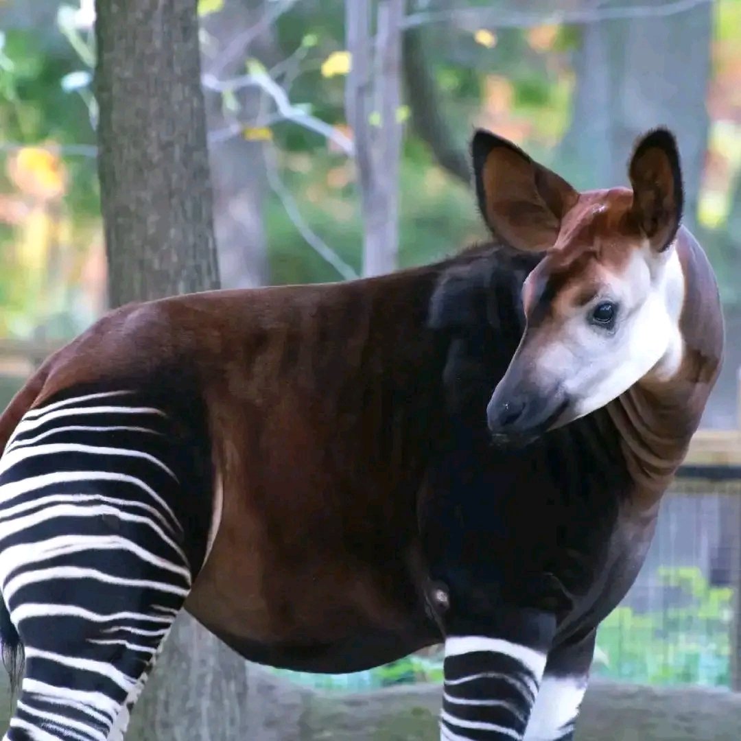 victoirembuto's tweet photo. 🛡️ Un écogarde a été tué dans la nuit du 29 au 30 avril 2026 lors d’une attaque attribuée aux ADF-MTN contre la Réserve de Faune à Okapis, en Ituri.

🌳 L’attaque a ciblé la sous-station Nord-Est de l’aire protégée, à Nduye, dans le territoire de Mambasa.

📰 Mon article 👇 https://t.co/sFIL0J5Pyg