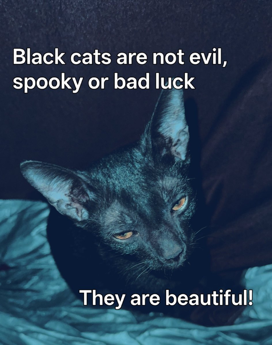 MyFeralNeighbor's tweet photo. https://t.co/1G321qT4S1