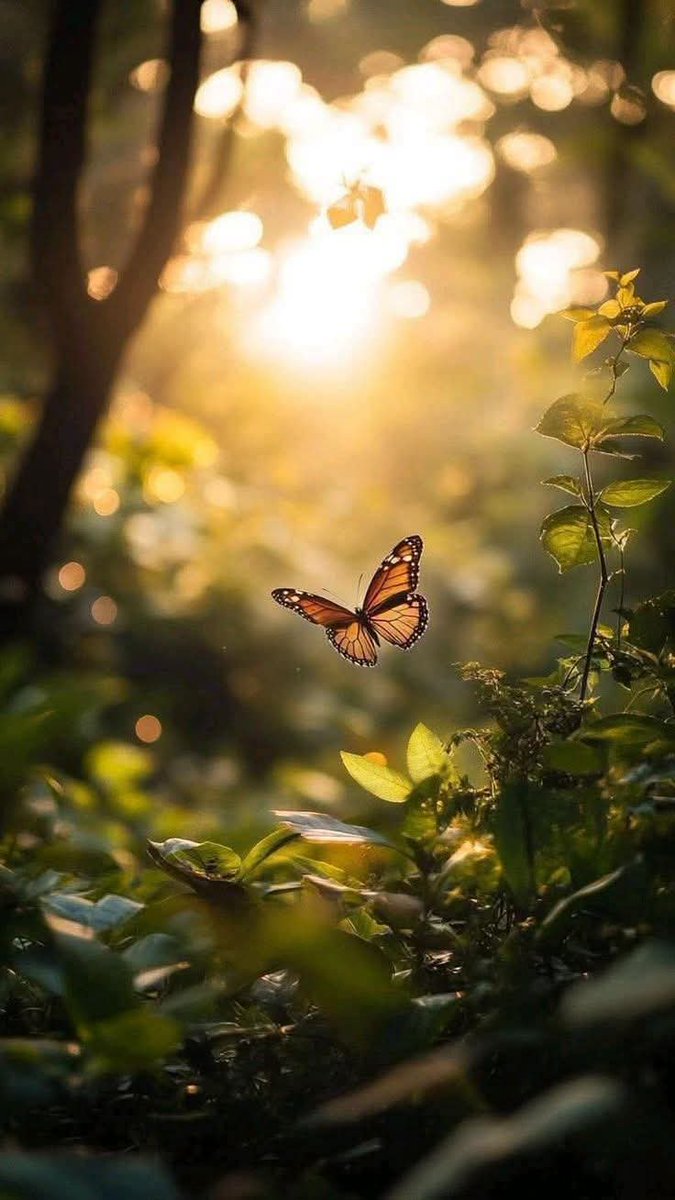lejosdetodo84's tweet photo. "Cómo supe cuándo me transformé  de oruga a mariposa?cuando me di cuenta de que el mundo no había cambiado,pero en lo más profundo de mi ser,yo sí. Mi percepción de la vida había cambiado. Lo que ya existía ahora era hermoso. La mariposa era yo!.."Jane Beach https://t.co/ZsCiCk4ZkZ