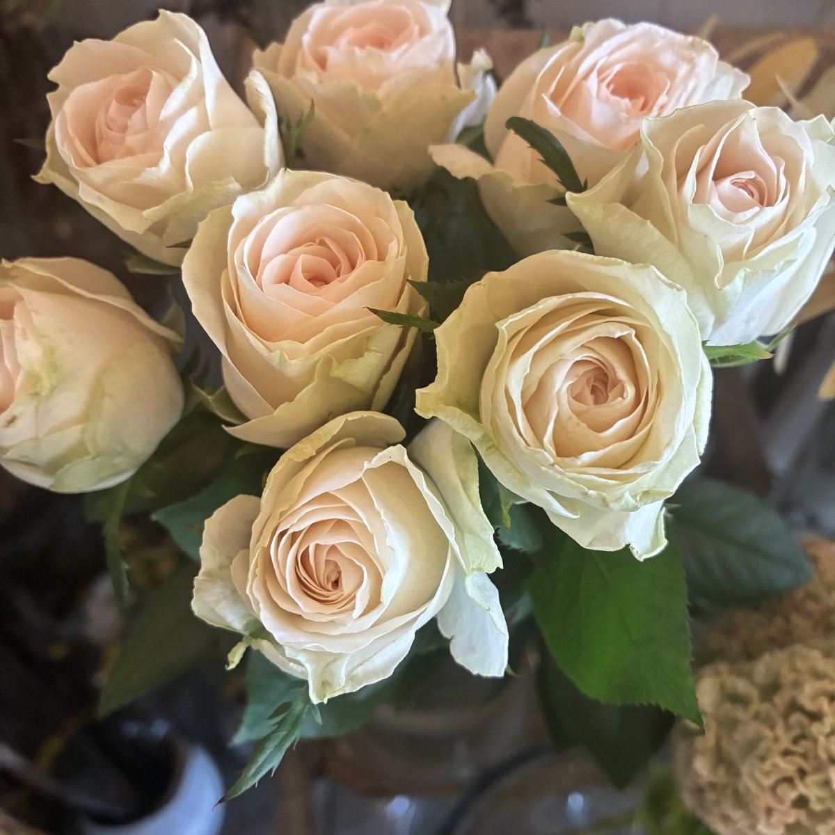 dicipeu's tweet photo. 毎日ひと花＊薔薇『マフィーユ』 https://t.co/lCx1MAgOha