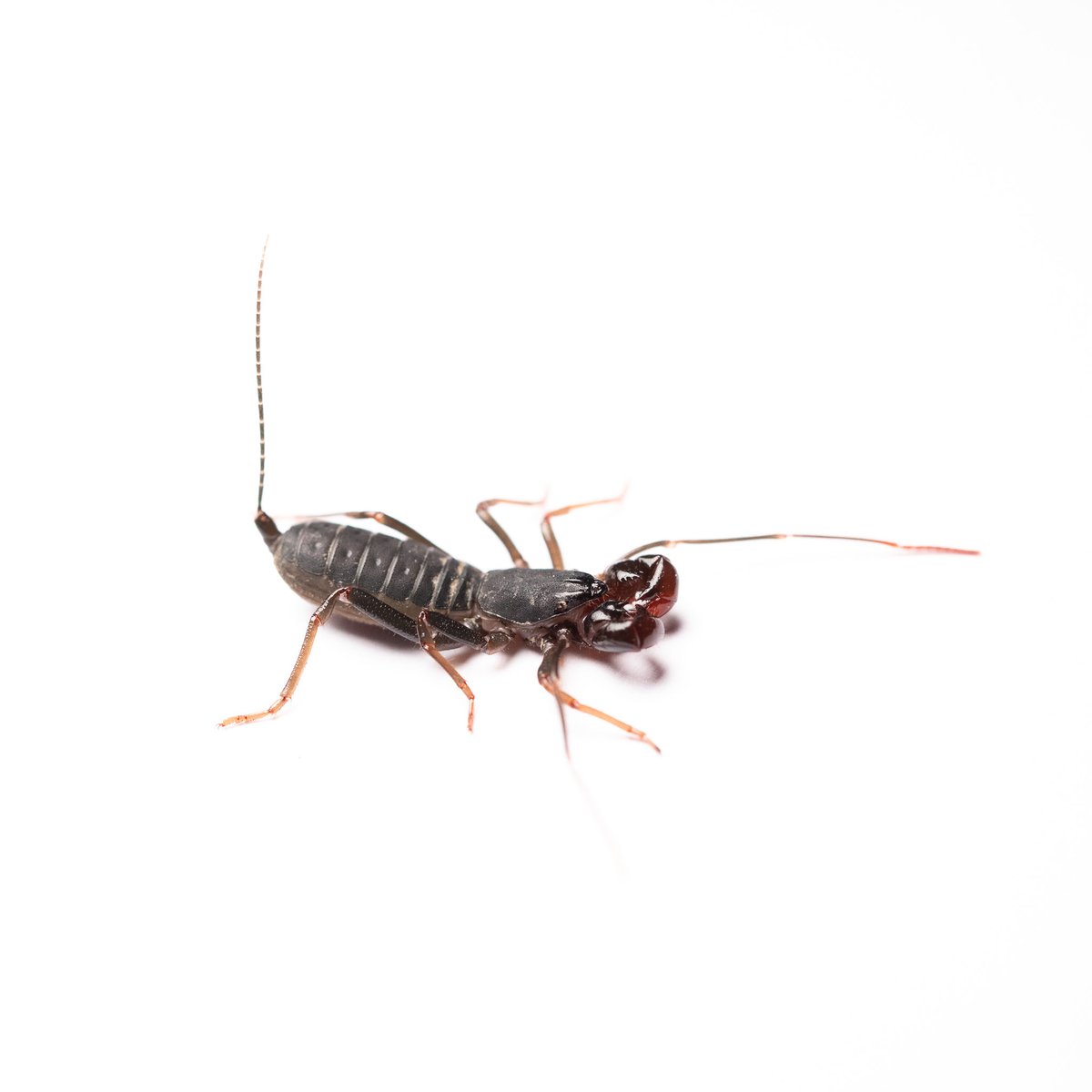 StingScience's tweet photo. Whip scorpion. Order Uropygi [Omkoi, Thailand; ID appreciated]. 21 mm. Asia. Unflappable  – no sting or spray, not even a nip. Pain level: 0/10 https://t.co/QTESr8hC6J