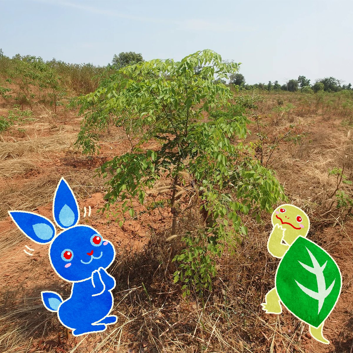 buruguri_pj's tweet photo. 🐢「今日は #木の日 なので、カンボジアで行っている植樹の様子をレポートします🌱」​
🐰「わー！すごい！前よりも大きくなってるね🌳苗木さんたちこれからもすくすく育ってね！」​

​#ブルーアンドグリーンプロジェクト https://t.co/7VSVoAw2UG