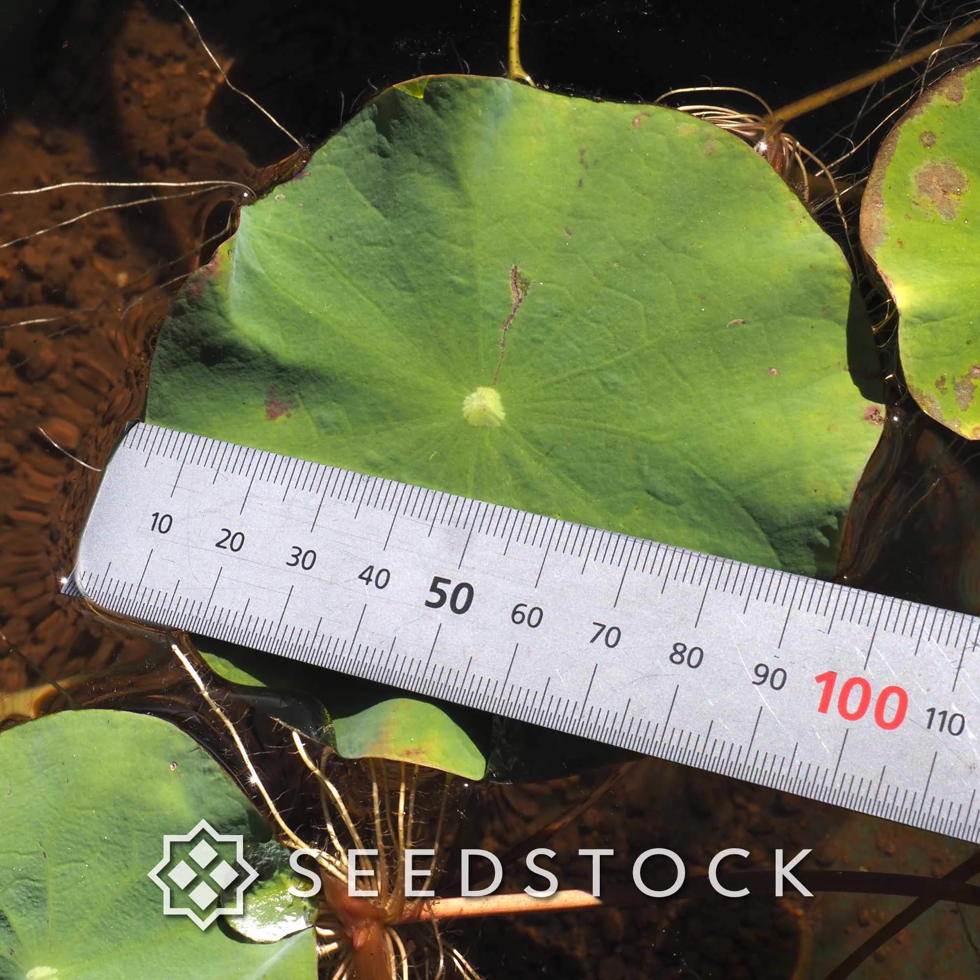 SEEDSTOCK (@seedstock_jp) / X