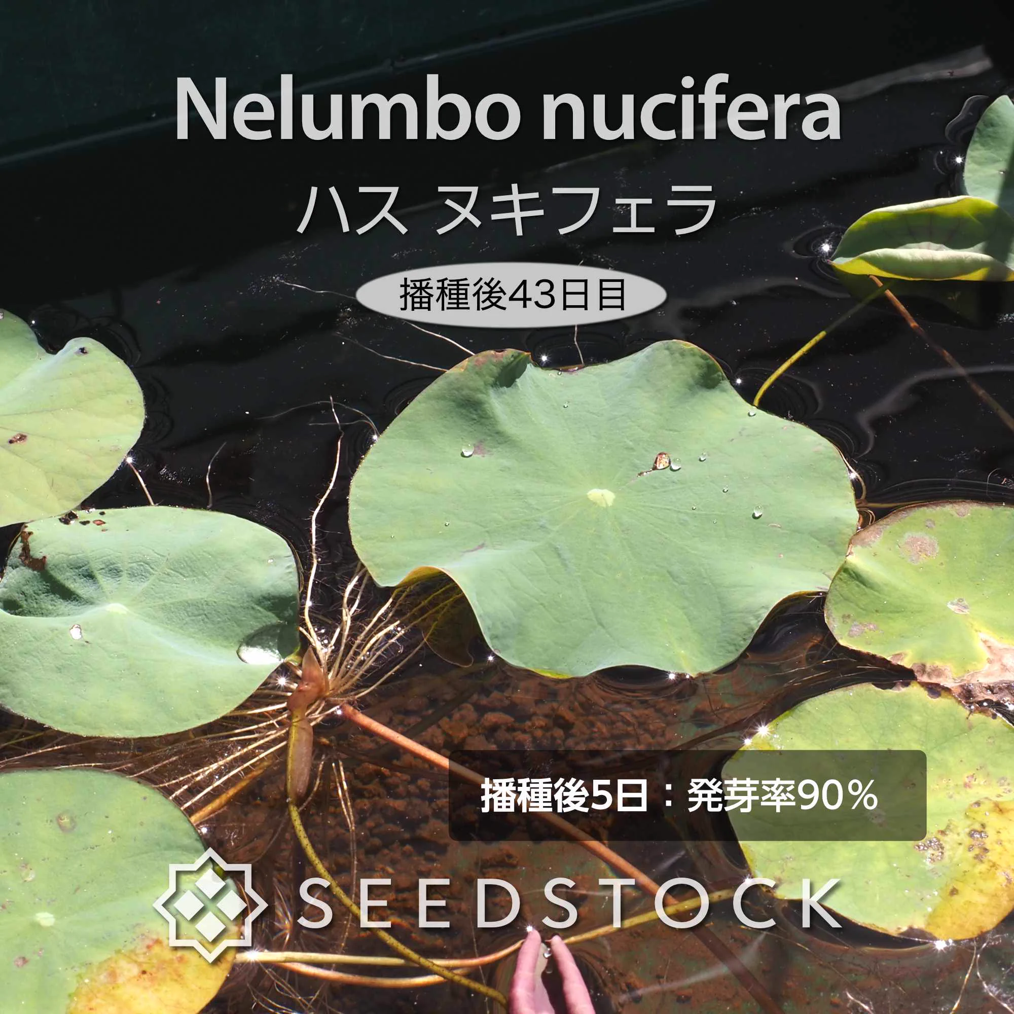 SEEDSTOCK (@seedstock_jp) / X