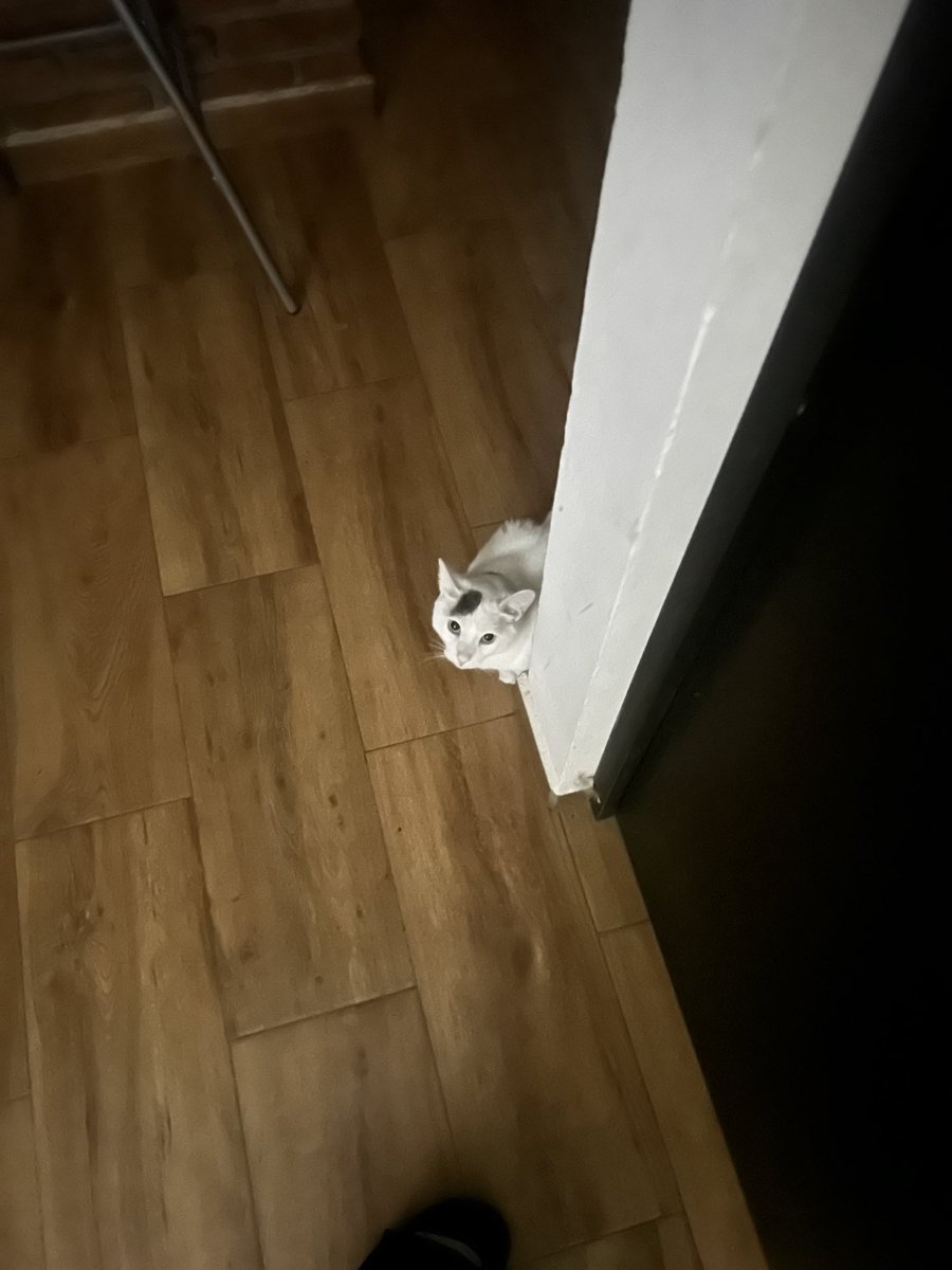prettyadyy's tweet photo. Awww el michi de mi roomie siempre anda afuera de mi puerta, tqm michi https://t.co/DQ3rAjS6X8