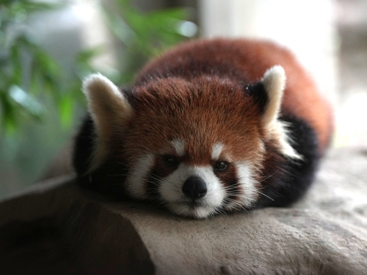 zooman_koichi's tweet photo. 昼食は何を食べたのかな？
#レッサーパンダ #ズーラシア #redpanda #ZOORASIA https://t.co/21bpxMnxjw