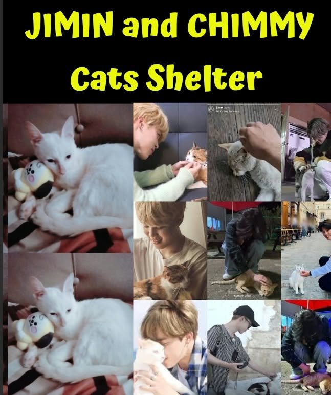 jimin_lovers13's tweet photo. for celebrating Jimtober we are happy to opened a shelter for adapted and rescued cats with the help of volunteers and family, we inspired to build this shelter because of Jimin's love for cats, since I adopted chimmy I have become closer to love cats especially stray cats. 🫂🐱🐈

this shelter was build 3 months in the making, now many have come to adopt their cats instead of throwing them away, our goal now is to neuter other cats so they don't multiply. lets save life instead of throwing them away

all cats will be celebrating Jimin Birthday on Oct.13 because it's my birthday too 🥳 together with some  some volunteers, care takers and family .. 

Thank you for my team for supporting me @TeamJm_premium
For being understanding for dividing my time for the team and building this shelter ☺️ 💛 I will surely miss all the cats once I flew back home but I make sure volunteer and caretaker will be handled them well  by monitor. ☺️

be Good Like Jimin 🫂💛
Let's save life 🐈