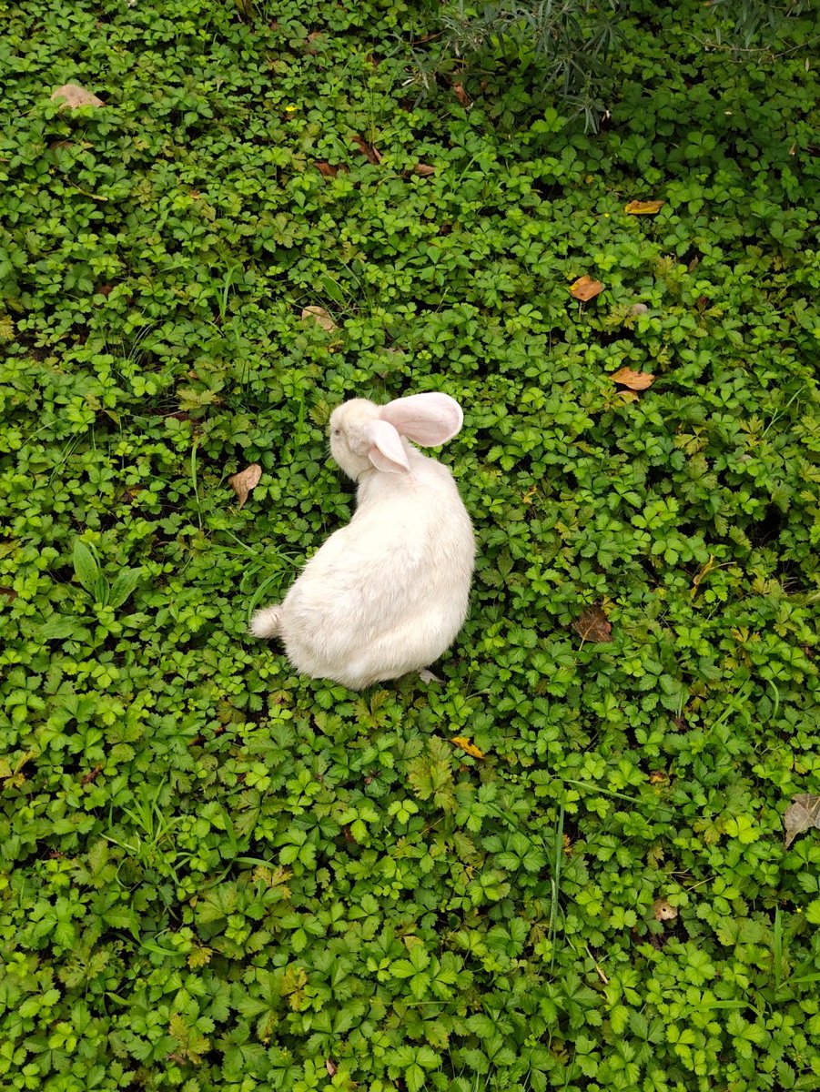 lisab_val40_675's tweet photo. [Ju Rabbit is scared  Poor little guy!]， https://t.co/qbWtS5nQON
