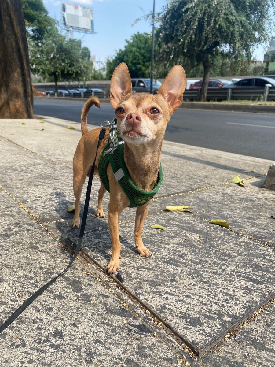 awokejin's tweet photo. @aestteteggukk es mi perrito y Loki es mexicano 🇲🇽💜 https://t.co/r2Y8YpuTw9