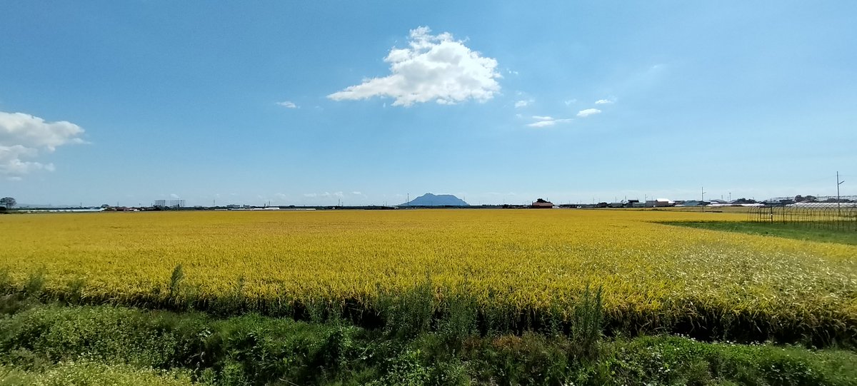 consak's tweet photo. 「芸術の秋」で慌ただしい毎日が続いていて最近どこにも行けていないので、自転車での通勤中に少しだけ遠回りして北斗市ののどかな風景を楽しんだりしています。 https://t.co/6MH0TZP0dy