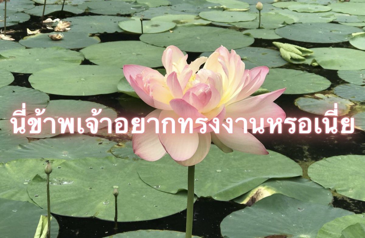 Iaunza's tweet photo. อยู่ๆก็มีงาน https://t.co/2cOOUKsnoT
