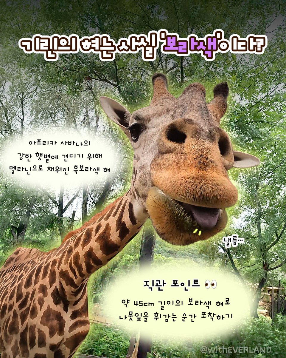 withEverland tweet picture