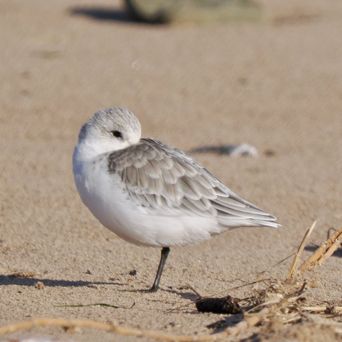 TimTim292's tweet photo. Dunlin, Sanderlings and Ringed Plover Dawlish Warren @DawlishBirder @SEDwildlife @BirdTrack @waderquest @Teignbridge https://t.co/QANi3VTevb
