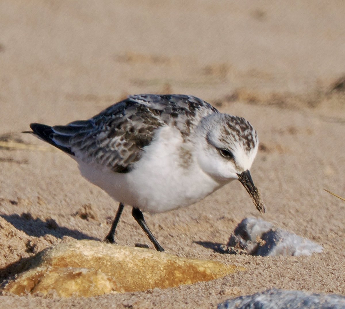 TimTim292's tweet photo. Dunlin, Sanderlings and Ringed Plover Dawlish Warren @DawlishBirder @SEDwildlife @BirdTrack @waderquest @Teignbridge https://t.co/QANi3VTevb