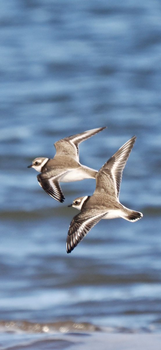TimTim292's tweet photo. Dunlin, Sanderlings and Ringed Plover Dawlish Warren @DawlishBirder @SEDwildlife @BirdTrack @waderquest @Teignbridge https://t.co/QANi3VTevb