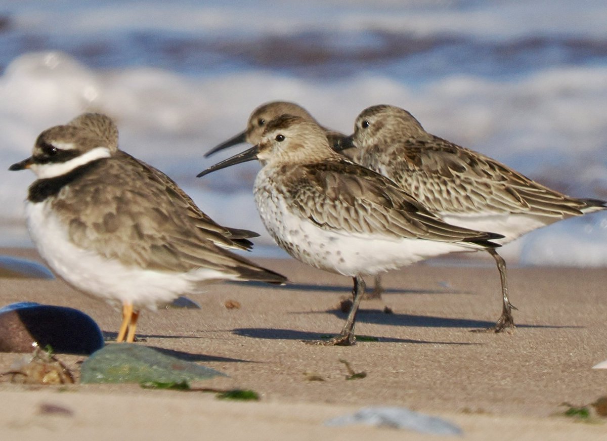 TimTim292's tweet photo. Dunlin, Sanderlings and Ringed Plover Dawlish Warren @DawlishBirder @SEDwildlife @BirdTrack @waderquest @Teignbridge https://t.co/QANi3VTevb