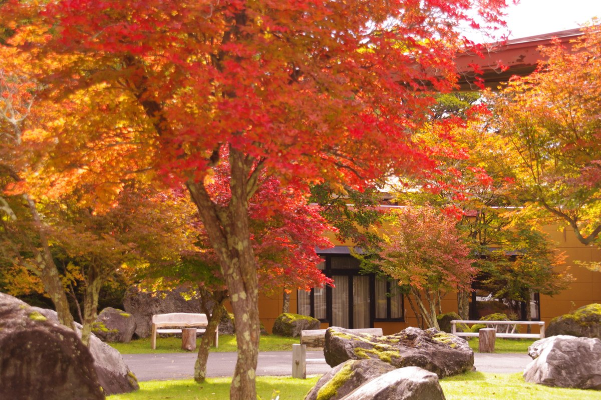 TochigikenD's tweet photo. こちらは過去に撮影した奥日光の紅葉風景です📸✨
湯の湖の湖面を彩る秋色、そして竜頭の滝を包み込む鮮やかな紅葉。奥日光が一年で最も華やぐ季節が近づいています🍂
今年も紅葉の便りが待ち遠しいですね！ 奥日光へのお出かけは日光道で🚗💨
#もうすぐ紅葉 #日光道 #奥日光 #湯の湖 #竜頭の滝 #紅葉 https://t.co/HSsQWN6efn