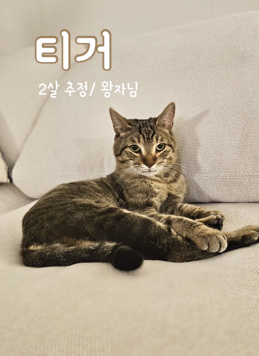 dang_nyangee's tweet photo. 🤎 초초개냥이 티거의 장기임보처 / 입양처를 찾아요 🤎

추운 날씨에 털이 모두 밀린 채
혼자 길을 돌아다니고 있던 티거를 만났어요.

사람이 얼마나 좋은지
처음 보는 사람도 졸졸 따라다니고,
무릎만 보이면 쏙 올라와 앉는 초초개냥이예요. 🐯🤎

현재는 감사하게도 지인분께서 잠시 보호해 주고 계시지만
오래 머물 수 있는 상황이 아니라
티거가 안정적으로 지낼 수 있는 장기임보처 또는 평생 가족을 찾고 있습니다.

🏥 티거 건강 상태
• 전염병 검사 완료
• 분변 검사 완료
• 지알디아 음성
• 현재 살을 조금 더 찌우는 중이에요
• 컨디션이 안정되면 접종 및 중성화 예정입니다.

사람을 정말 좋아하고 사랑이 많은 티거가
다시는 혼자가 되지 않도록 도와주세요. 🤎

장기임보 또는 입양이 가능하신 분은 DM 부탁드립니다.
직접 임보·입양이 어렵더라도 공유와 리포스트가 티거에게 큰 도움이 됩니다. 🙏🏻

#고양이입양 #고양이임보 #장기임보 #임보처구함 #입양처구함 #고양이입양홍보 #구조묘 #구조묘입양 #개냥이 #개냥이입양 #평생가족찾아요 #사지말고입양하세요