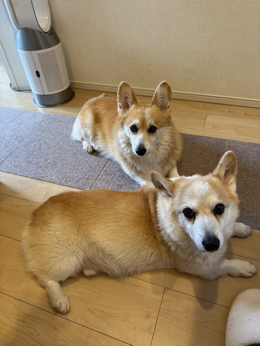 tamomi03's tweet photo. るんるん

コーギー10才爆誕前夜祭 https://t.co/hs6MQ9yyAc