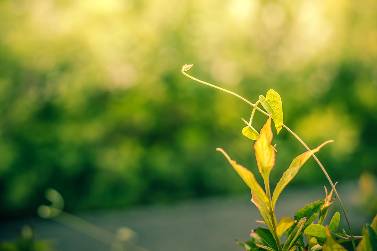 davidsore_7_2bf's tweet photo. Look at that 棵 lovely little plant with a slender 什 green 杆—its tender shoots are 踊ing out, waiting to absorb enough 食 of sunlight! https://t.co/wcJJeD9Ub6