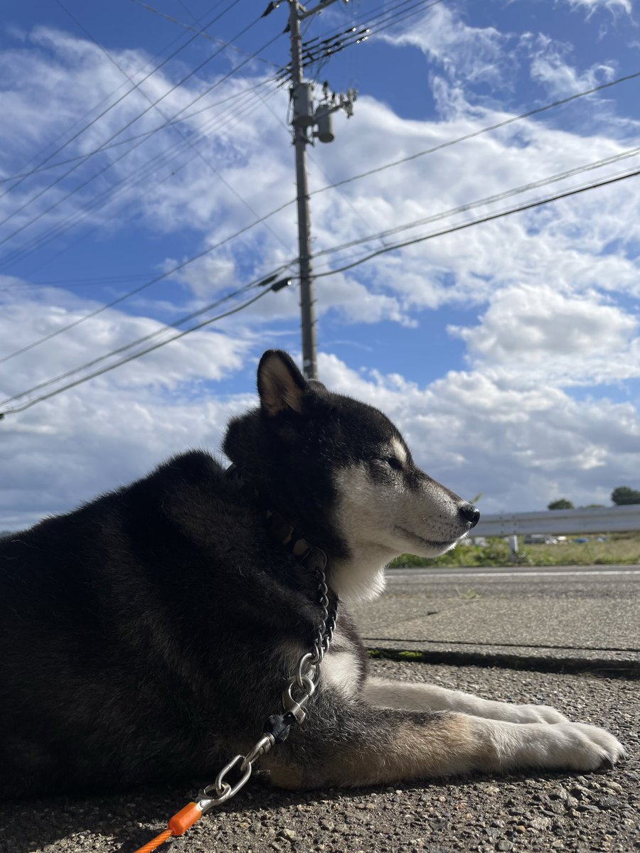 hhhhiro0411's tweet photo. ちょっと時間空いたので実家寄って日向ぼっこ☀️ https://t.co/LT978s7SOw