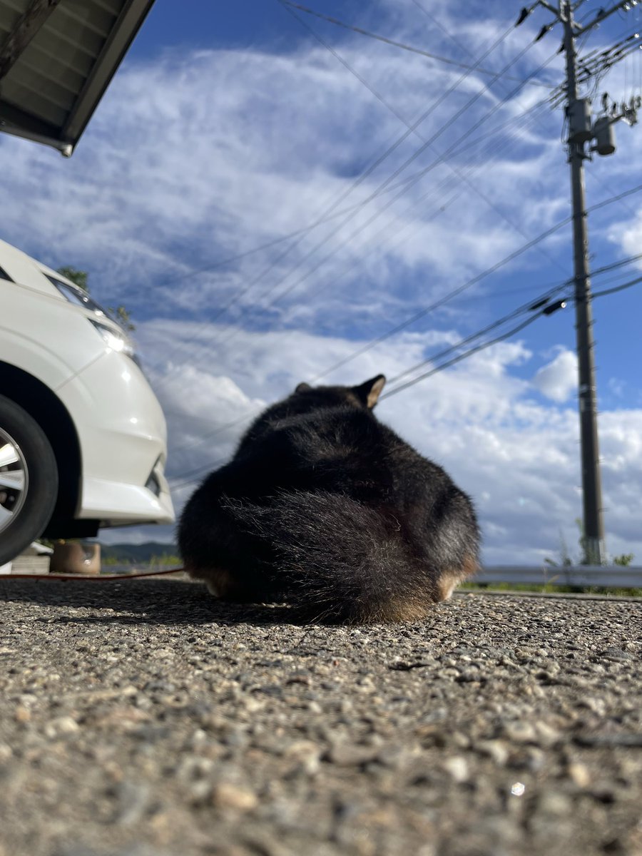 hhhhiro0411's tweet photo. ちょっと時間空いたので実家寄って日向ぼっこ☀️ https://t.co/LT978s7SOw