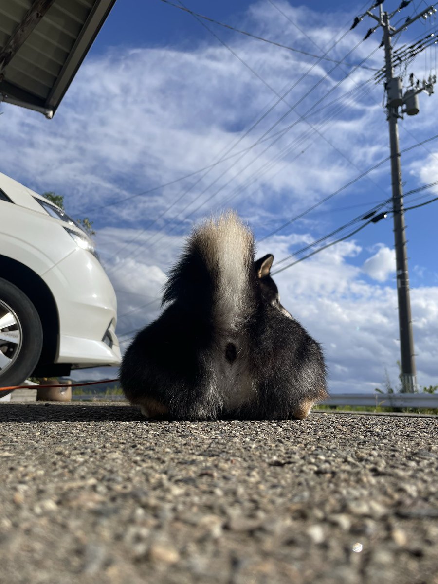 hhhhiro0411's tweet photo. ちょっと時間空いたので実家寄って日向ぼっこ☀️ https://t.co/LT978s7SOw