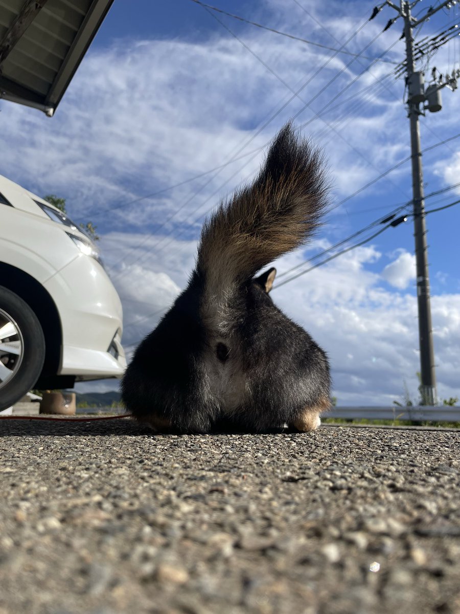 hhhhiro0411's tweet photo. ちょっと時間空いたので実家寄って日向ぼっこ☀️ https://t.co/LT978s7SOw