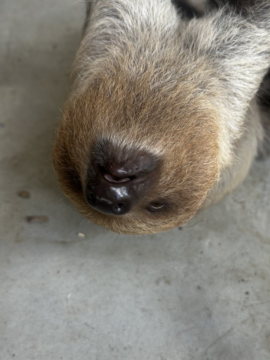 neopark754's tweet photo. 【ナマケモノ成長記録】2026/9/13📷(生後173日)
食後の #フタユビナマケモノ「もずく」🦥
お母さんが先に木の上へ戻るも、慌てる事なくﾎﾟｹｰっとしていました🌼
この10分後にゆっくりとお母さんの元へ帰って行きました^ ^（くに）

#ネオパーク https://t.co/oy2saocT35