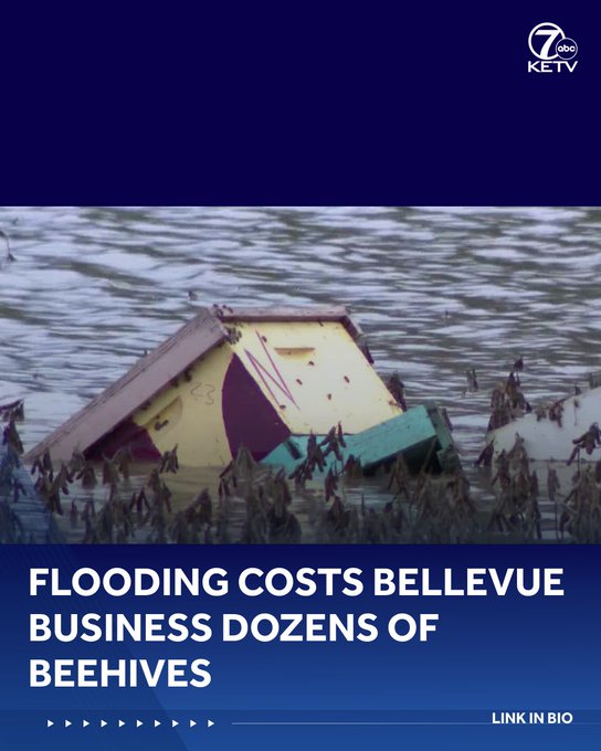 A KETV 7 news graphic showing a beehive partially submerged in floodwater, with the headline "FLOODING COSTS BELLEVUE BUSINESS DOZENS OF BEEHIVES" and "LINK IN BIO" at the bottom.