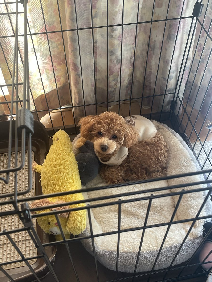 AMELY_LUKA's tweet photo. うちの犬ちっちゃい頃は鼻周りの色こんなハッキリ違ったんだ
今も名残りはあるけど色変わるんやな https://t.co/eWHIF92yBc