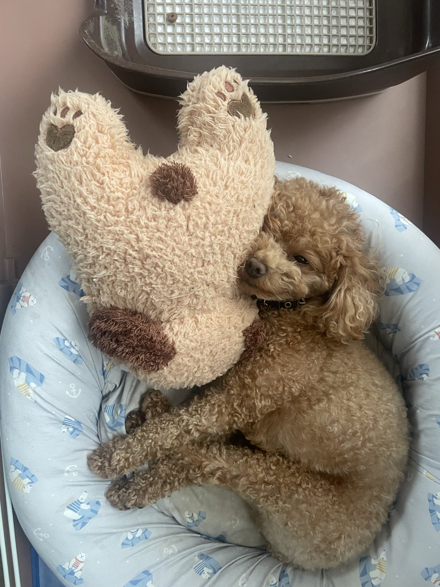 AMELY_LUKA's tweet photo. うちの犬ちっちゃい頃は鼻周りの色こんなハッキリ違ったんだ
今も名残りはあるけど色変わるんやな https://t.co/eWHIF92yBc