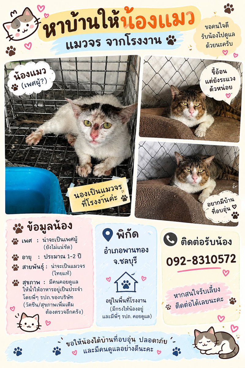 CatsterClub's tweet photo. หาบ้านให้น้องแมว (ฝากประกาศ) 
ใครสนใจรับดูแลติดต่อหาเจ้าของได้เลยนะคะ หรือ ช่วยกันรีกระจายข่าวก็ได้ค่ะ มาช่วยกันหาบ้านอันอบอุ่นให้น้องกันนะคะ https://t.co/hbaHUpQ3aT