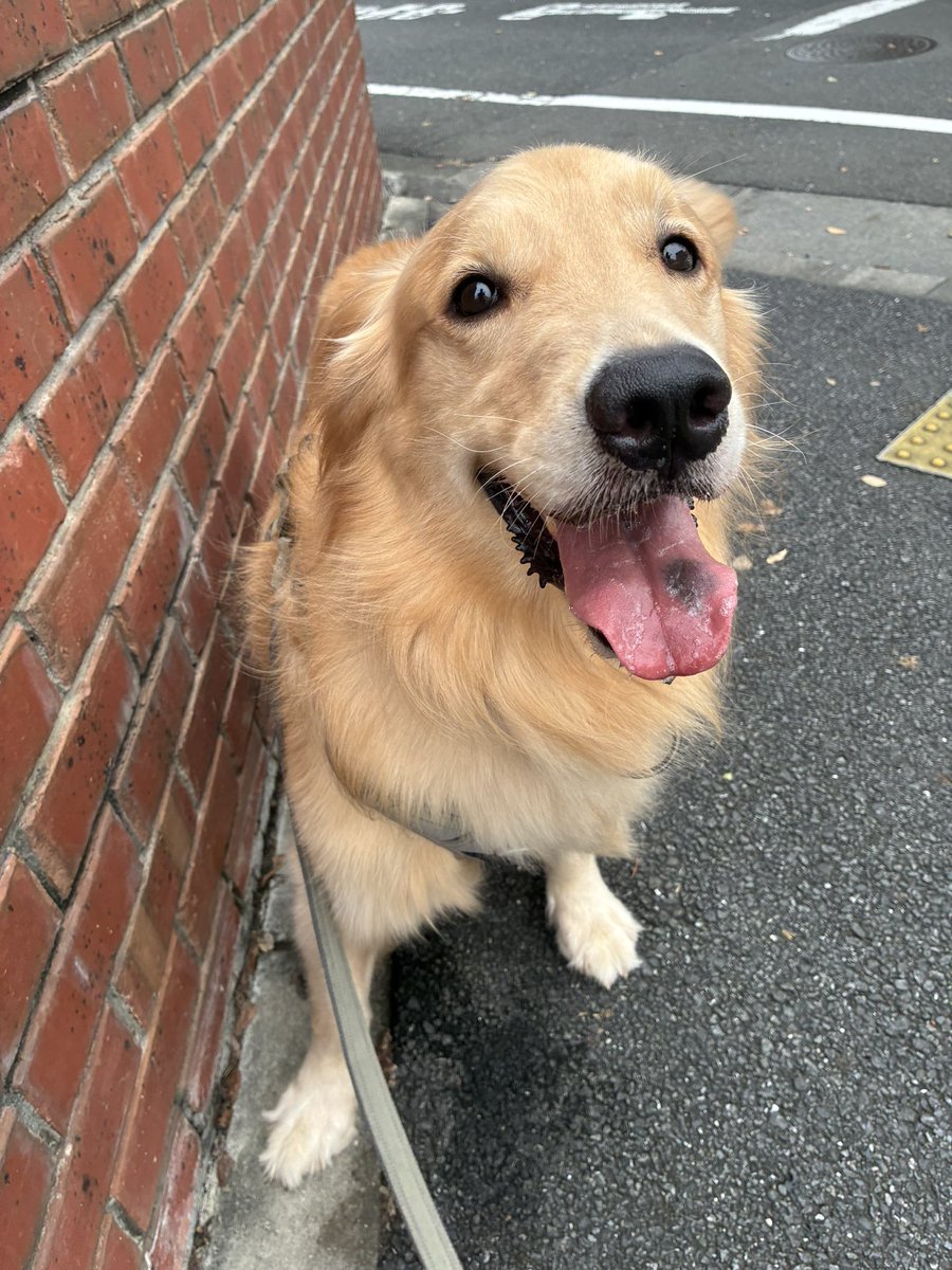 PuppyParaddgo7's tweet photo. https://t.co/Ml1UhtcQ1v
