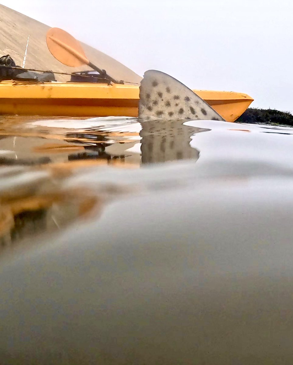 SharksAndKayaks's tweet photo. Sharks & Kayaks. Catch & Release. Such a beautiful sight.
#sharksandkayaks #leopardshark #sharkfishing #leopardshark #sharkweek https://t.co/c4ByGLuAep
