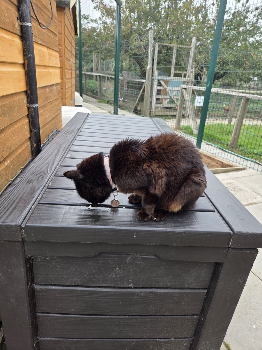 ShropsCatRescue's tweet photo. #FridayFeast - last week Catherine enjoying her chicken. The villagers will all be waiting for Sylvia &amp; Aunty M to arrive. They remember what day it is ��🐾🍗 #catsknowbest #inthecompanyofcats #villagelife #seniorcats #catrescue https://t.co/6sa0BJ0AmT