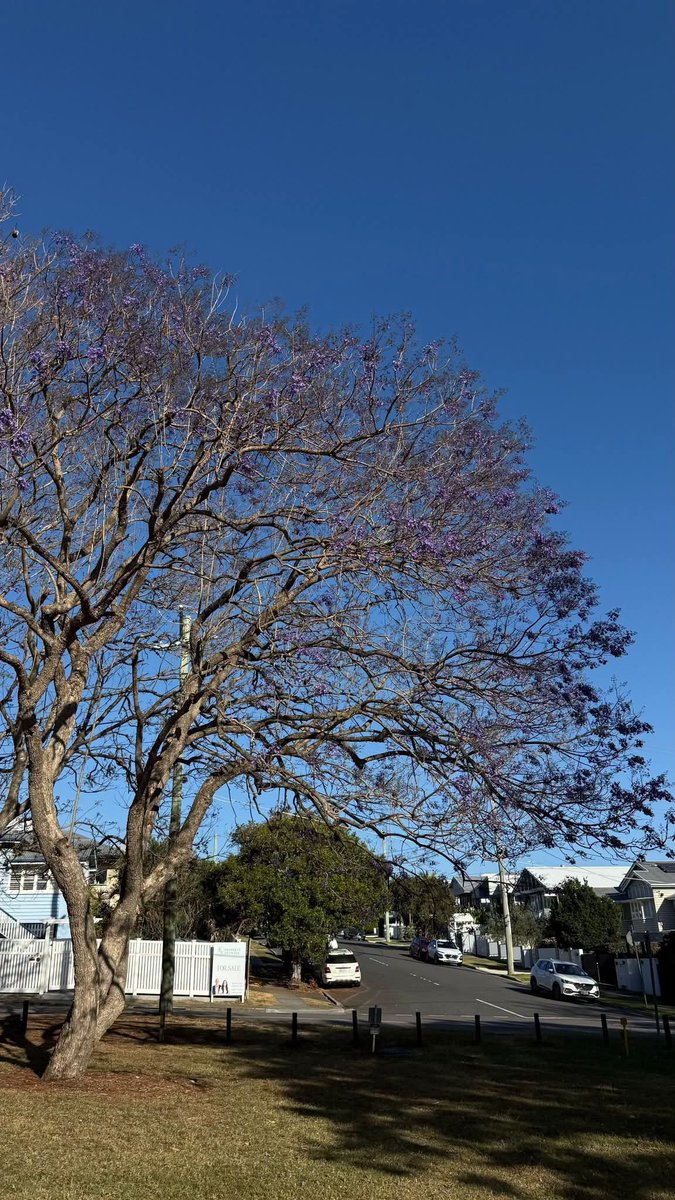 kay91052's tweet photo. Spotted: Another jacaranda tree coming into bloom ☺️📷<🪻 https://t.co/mlZFzXOoP1