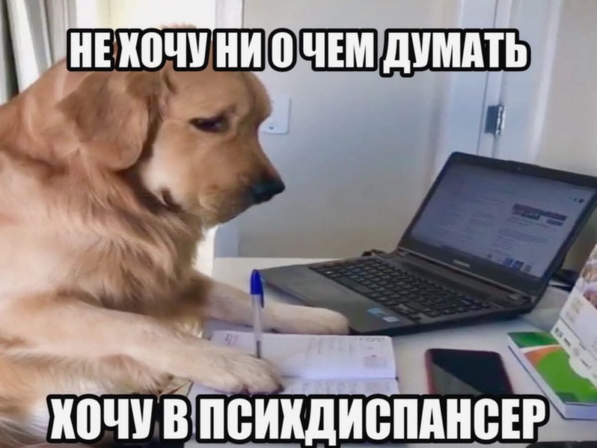 zilan_ana's tweet photo. Как ощущается работа головой https://t.co/zweWReHfkb