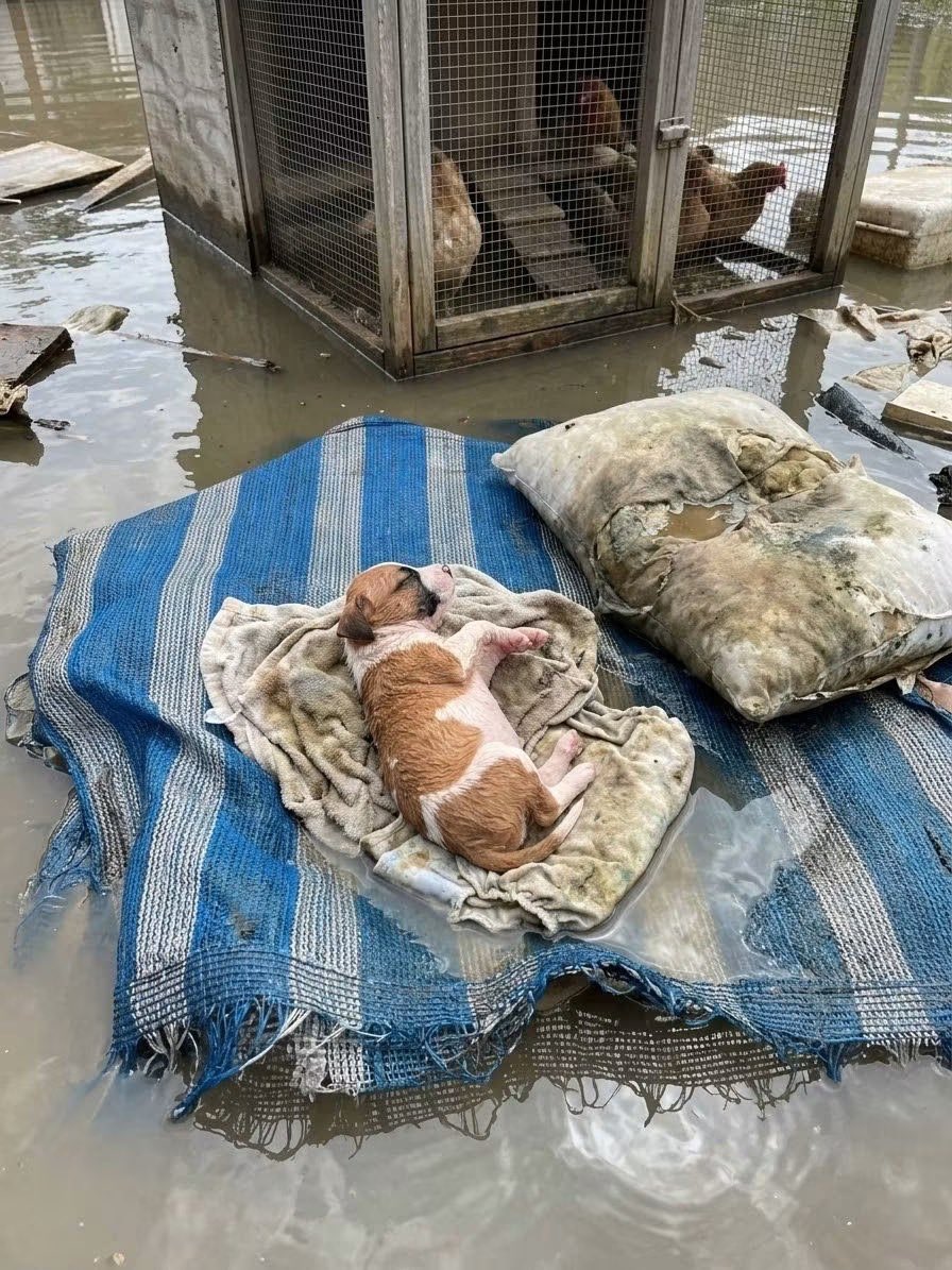malimalineee's tweet photo. น้องไม่มีที่ไป🐕 ในวันที่น้ำมาวันแรกเจ้าของของน้องบอกว่าตามหาน้องไม่เจอเลย ไม่รู้ว่าน้องไปหลบอยู่ตรงไหน คิดว่าน้องคงโดนน้ำพัดไหลไปแล้ว เลยไม่ได้หาต่อ

น้องร้องจนเหนื่อแล้วหลับไปเอง 
ไม่เห็นแดดมาหลายวันแล้ว วันนี้แดดออกขอนอนอาบแดดแป๊บ 🥹เดี๋ยวมาร้องขอความช่วยเหลือต่อได้แต่หวังว่าจะมีเรือของใครผ่านมารับตัวน้อง 

กราบชื่นชมพี่กู้ภัย ที่ขับเรือผ่านไปเจอน้อง เลยได้ภาพน่ารักๆแบบนี้มา

ขอบพระคุณเจ้าของภาพคะ