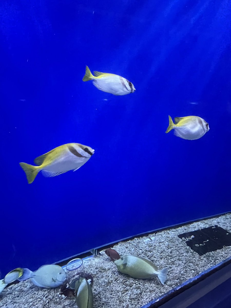 xxxwtrul's tweet photo. 海遊館！ https://t.co/SvEW6yTLoW