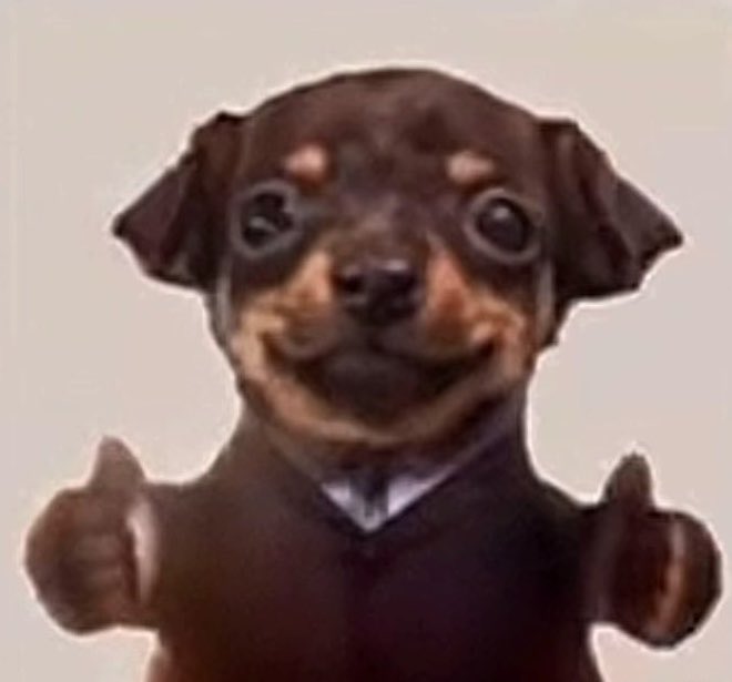 corneldith's tweet photo. 🐶👍 https://t.co/70JSorqnIo