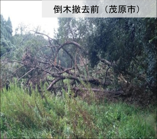 ModJapan_saigai's tweet photo. 千葉県長生郡長柄町における行方不明者の捜索は９日目となりました。本日も陸自高射学校（下志津・千葉）の隊員が消防・警察など関係機関と力を合わせ、一刻も早い発見に向け、懸命に捜索を続けています。
また、陸自第１空挺団（習志野・千葉）は、県内の７つの市１１か所で、重機が入れない道路の倒木を撤去しました。現時点で、自衛隊へ倒木撤去の要請のあった全ての地域で、倒木の撤去作業は終了しています。倒木撤去後の状況は写真をご覧ください。
引き続き、消防や警察をはじめ関係機関と協力し、千葉県での人命救助活動に全力を尽くしてまいります。